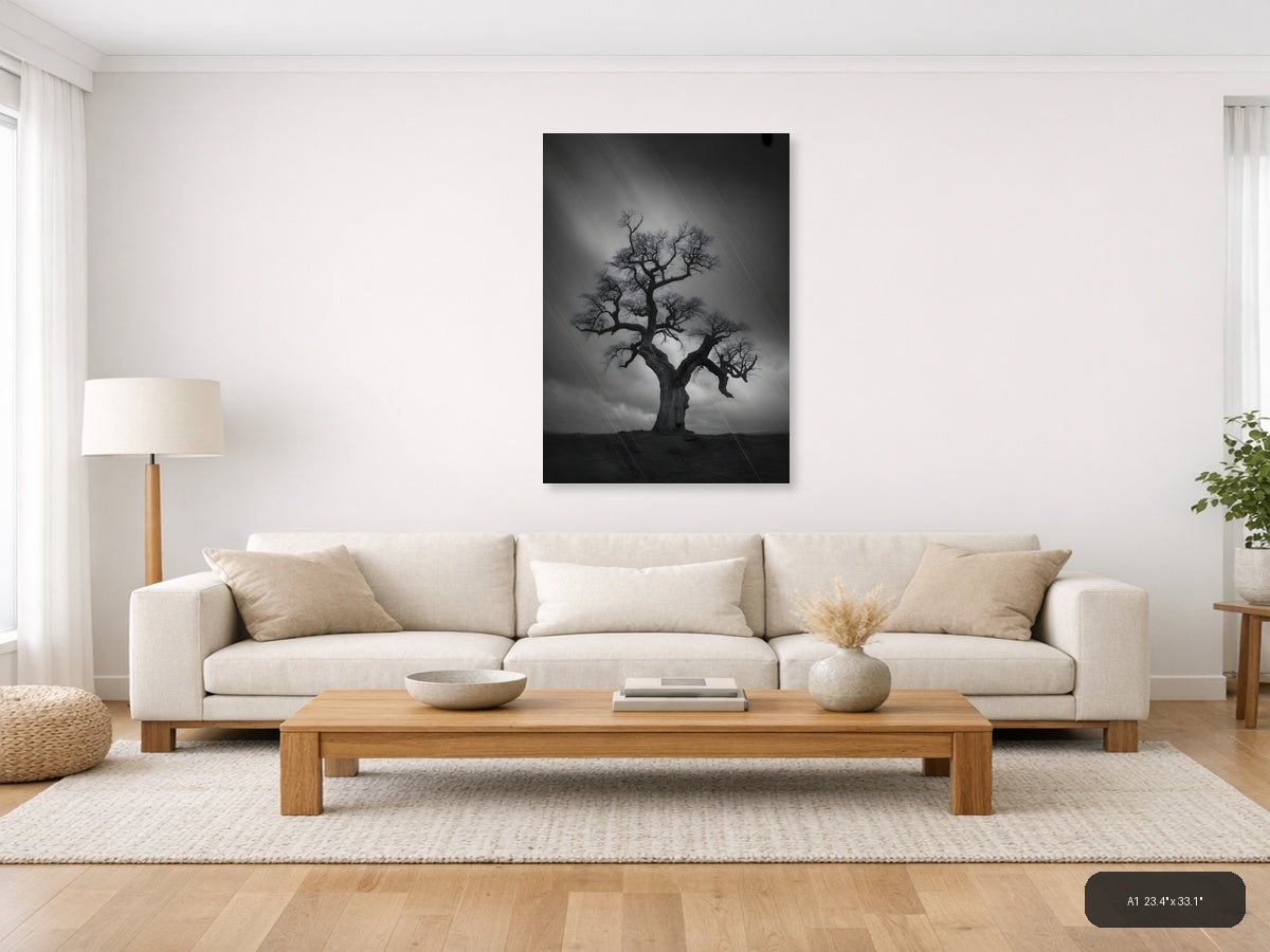 Bare Tree in Storm Rain Black and White Photography Wall Art — A1 / Living Room