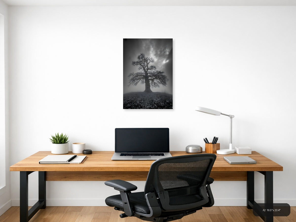 Bare Tree in Mist - Black & White Photography Wall Art — A2 / Office