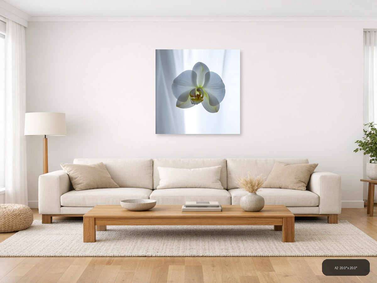 White Orchid Minimalist Botanical Wall Art — A2 / Living Room