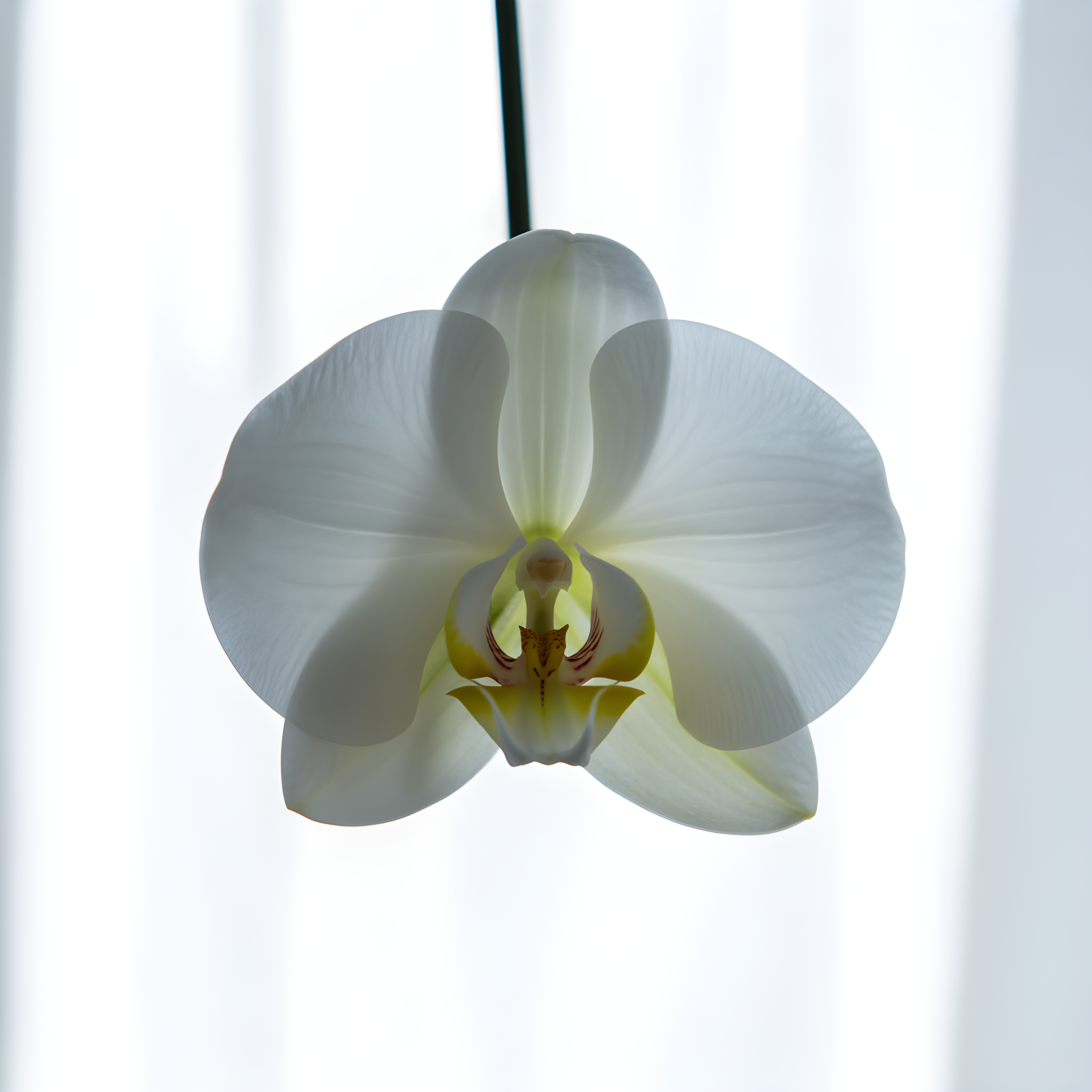 White Orchid Minimalist Botanical Wall Art