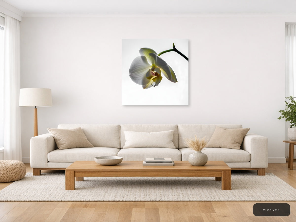 White Orchid Flower Minimalist Botanical Wall Art — A2 / Living Room