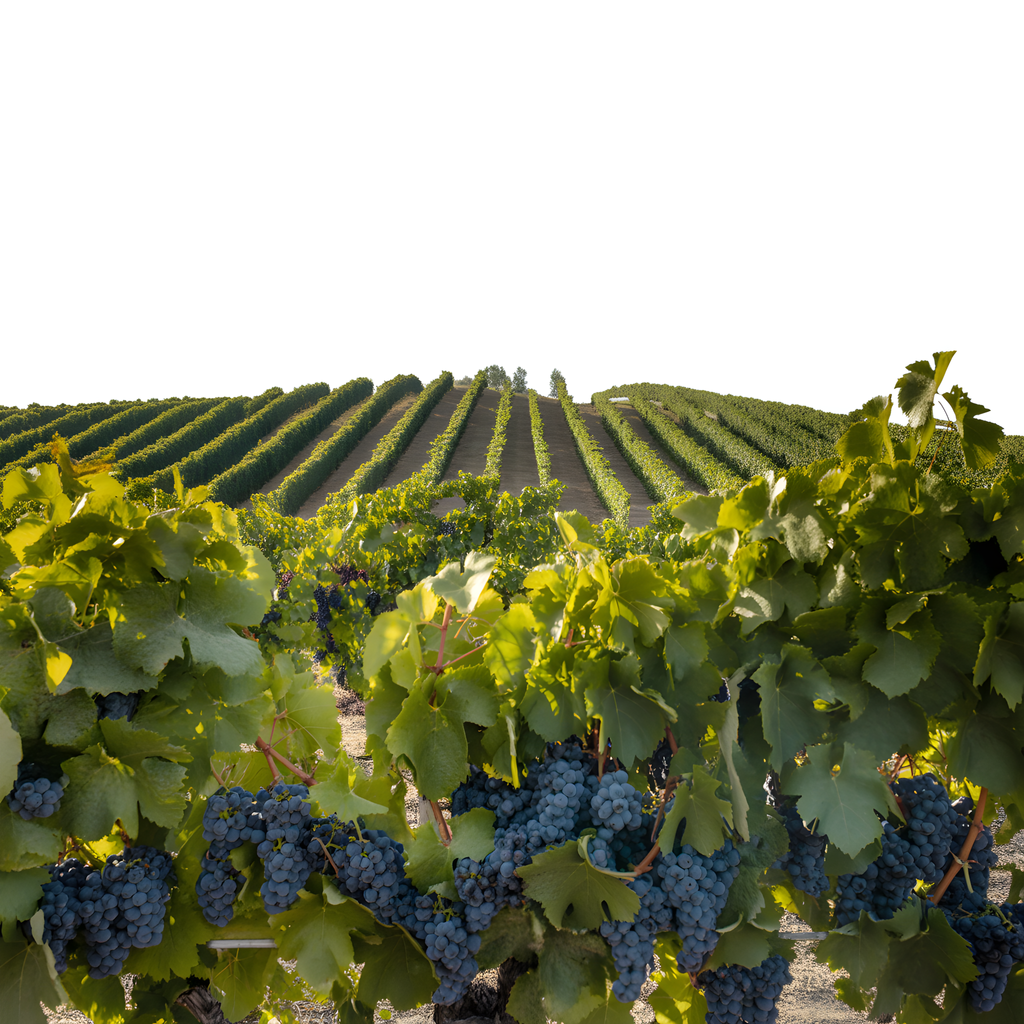 Vineyard Harvest Landscape Minimalist Wall Art