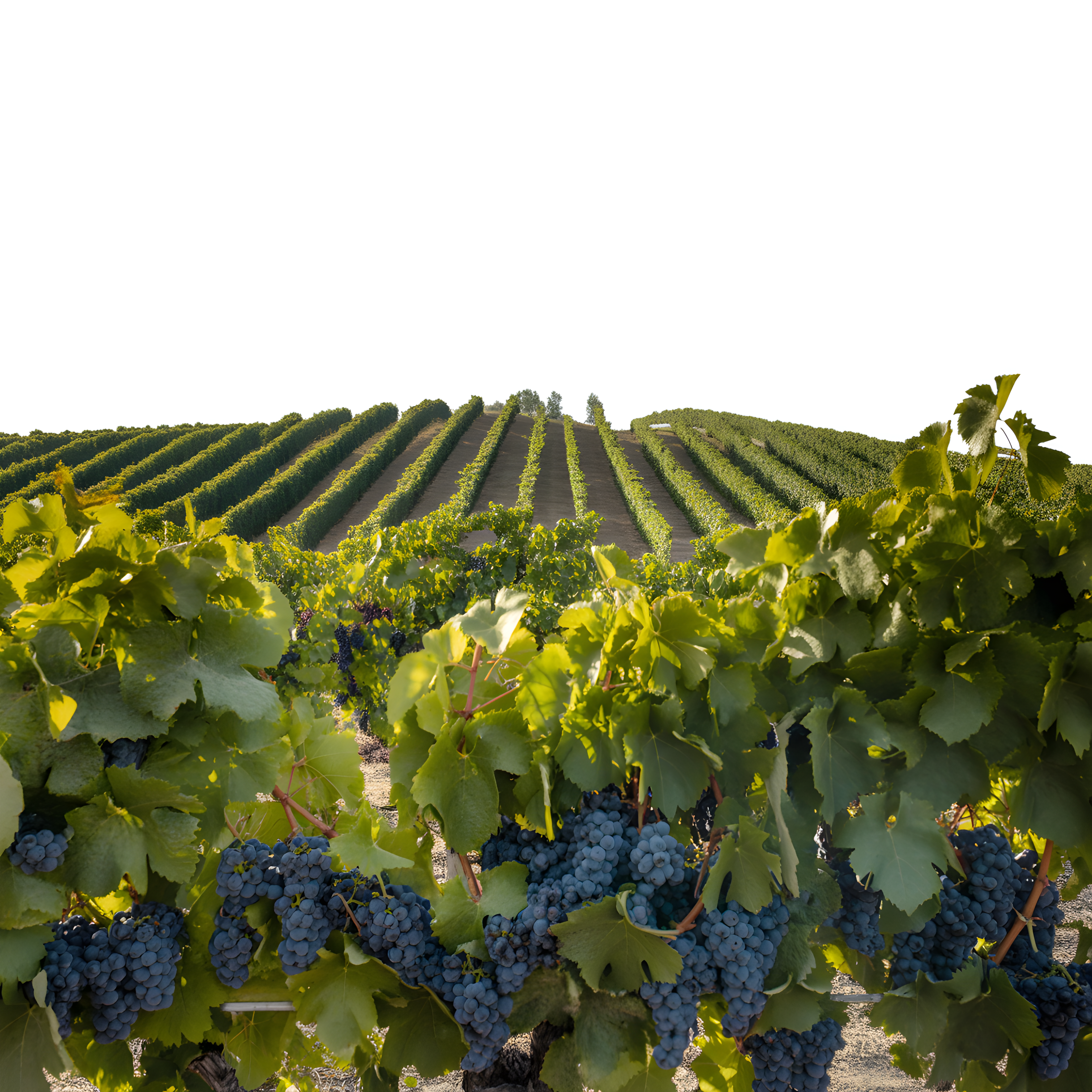 Vineyard Harvest Landscape Minimalist Wall Art
