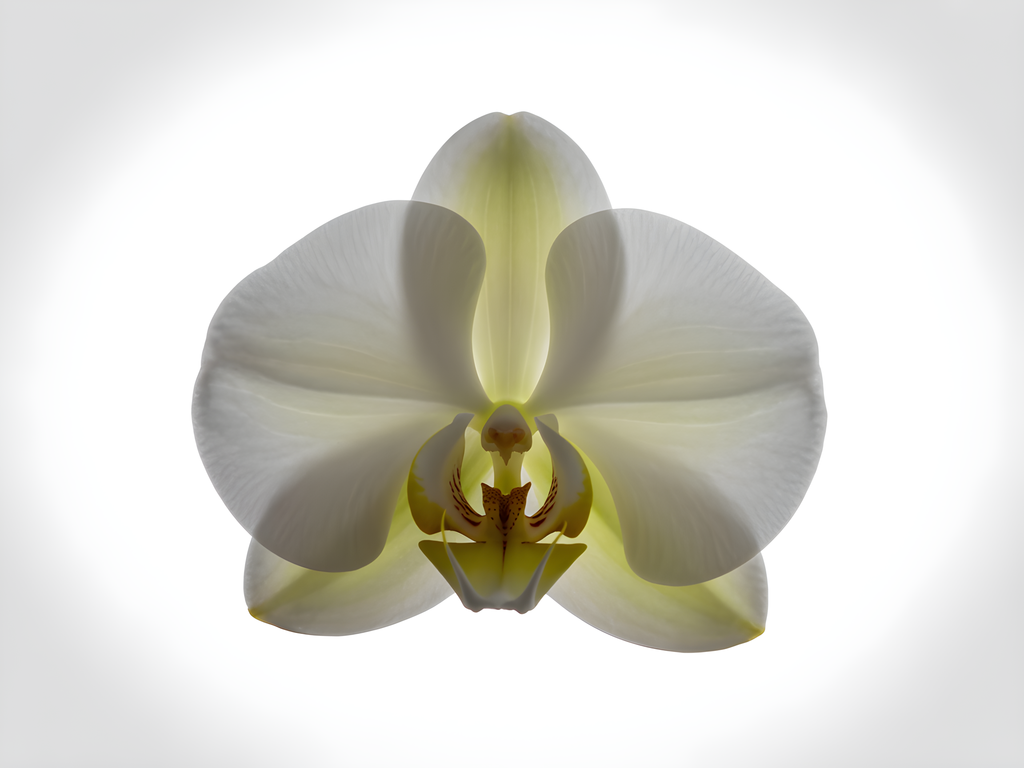 White Orchid with Yellow Centre Minimalist Wall Art