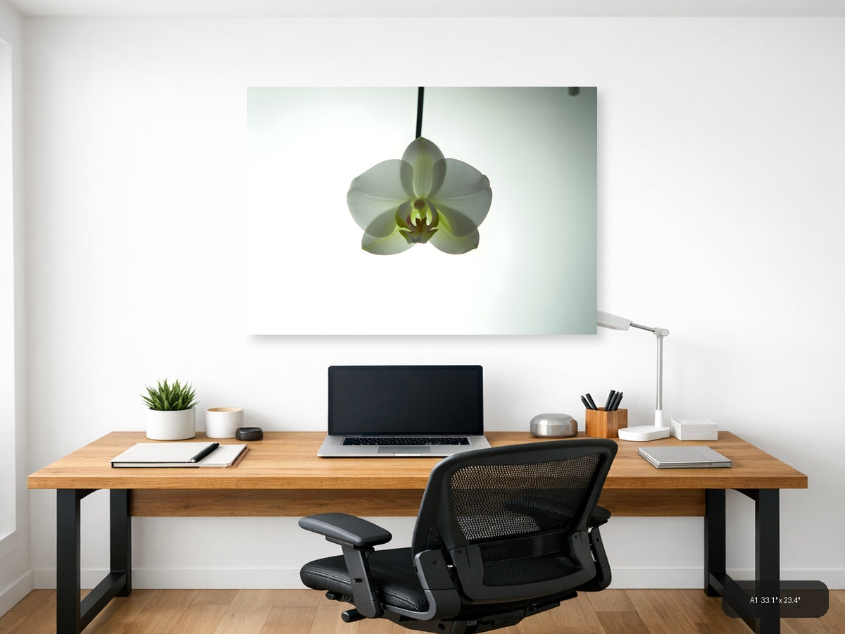 White Orchid Minimalist Botanical Wall Art — A1 / Office