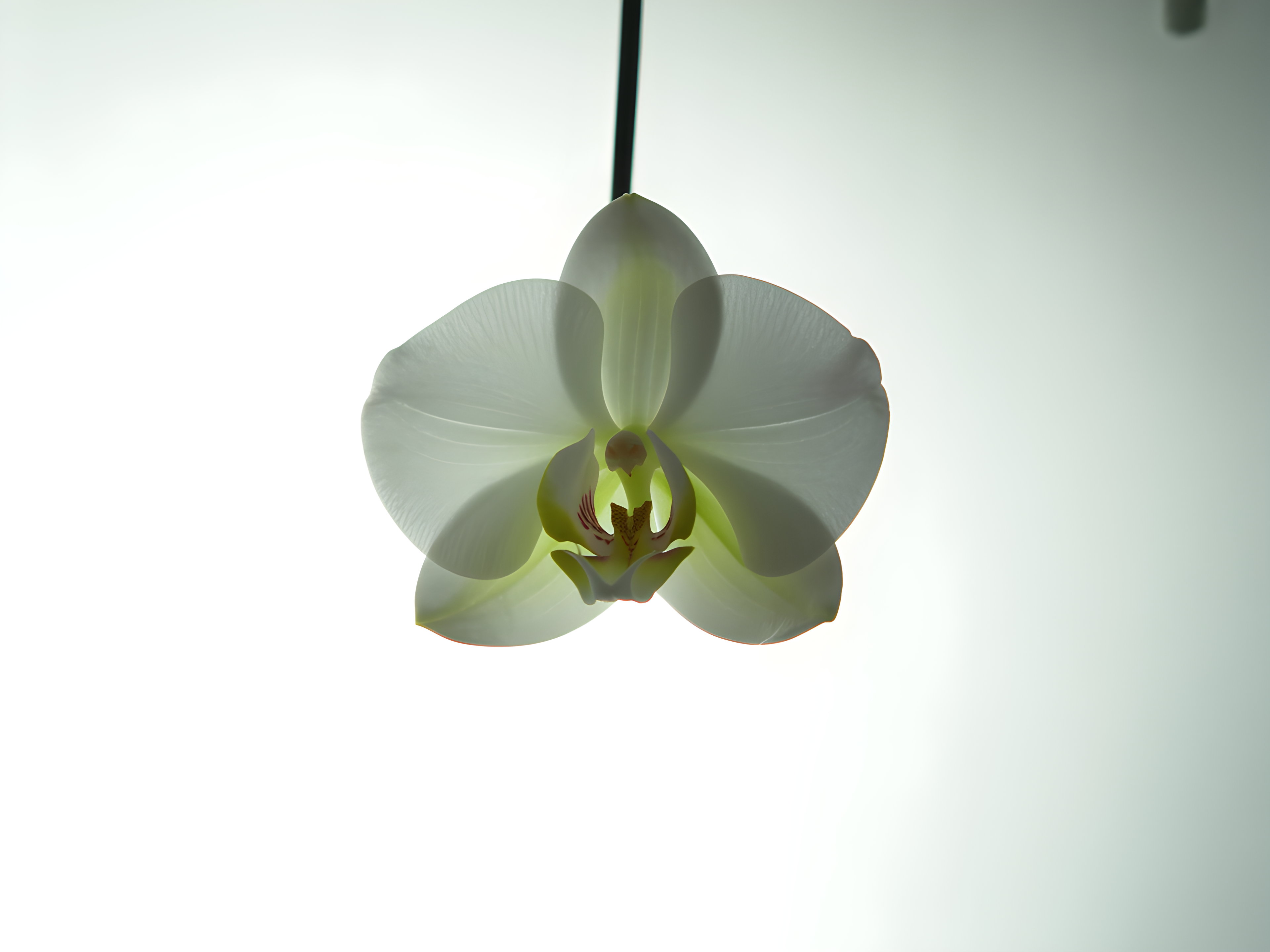 White Orchid Minimalist Botanical Wall Art