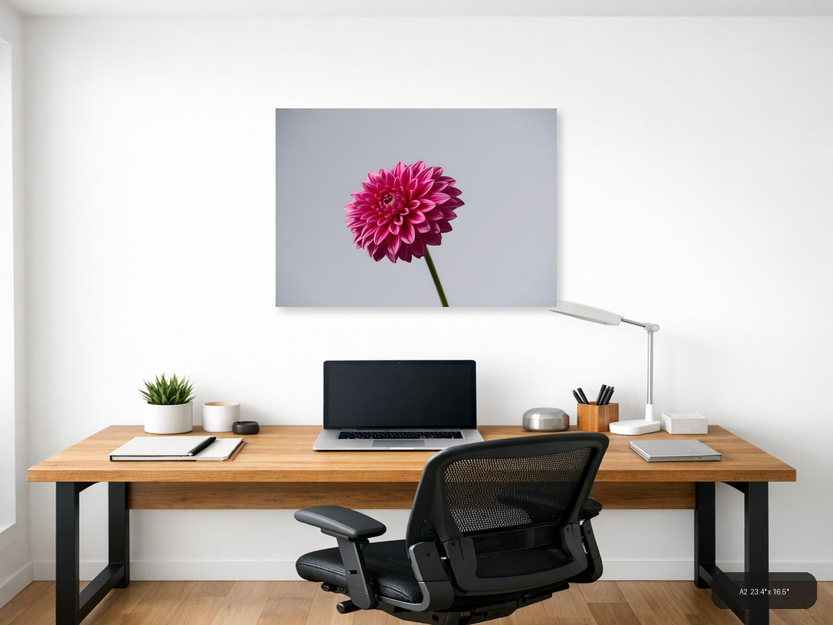 Pink Dahlia Minimalist Flower Wall Art — A2 / Office