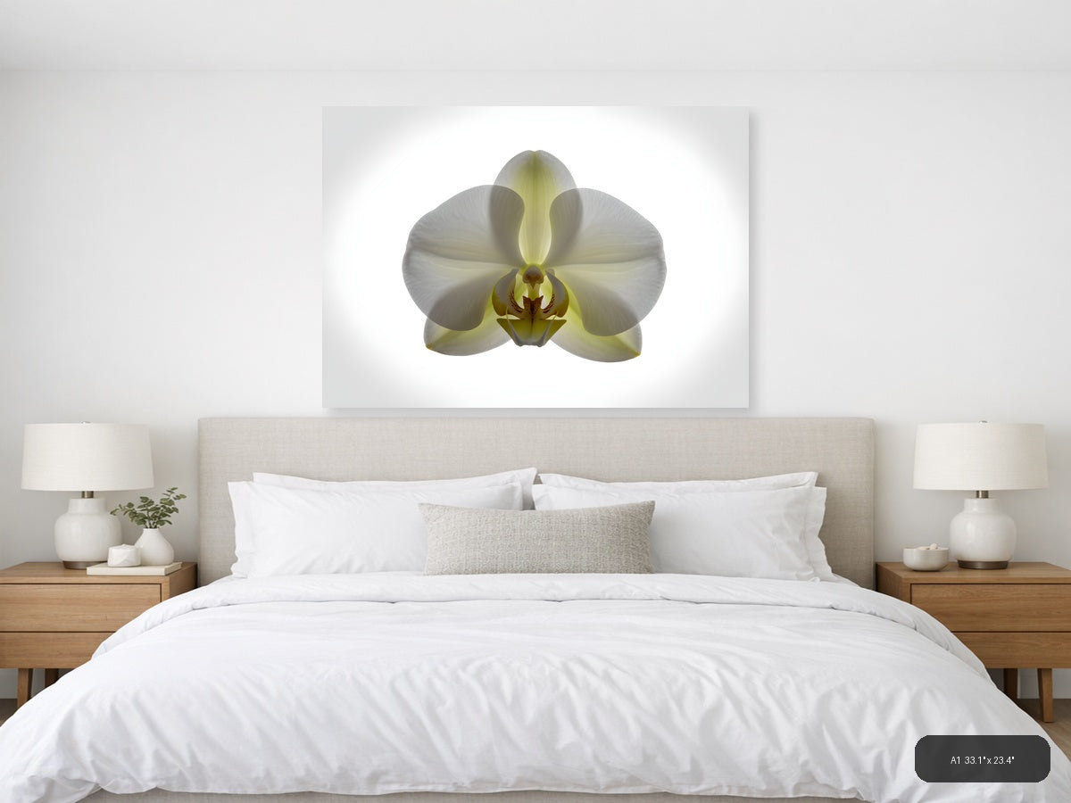 White Orchid with Yellow Centre Minimalist Wall Art — A1 / Bedroom