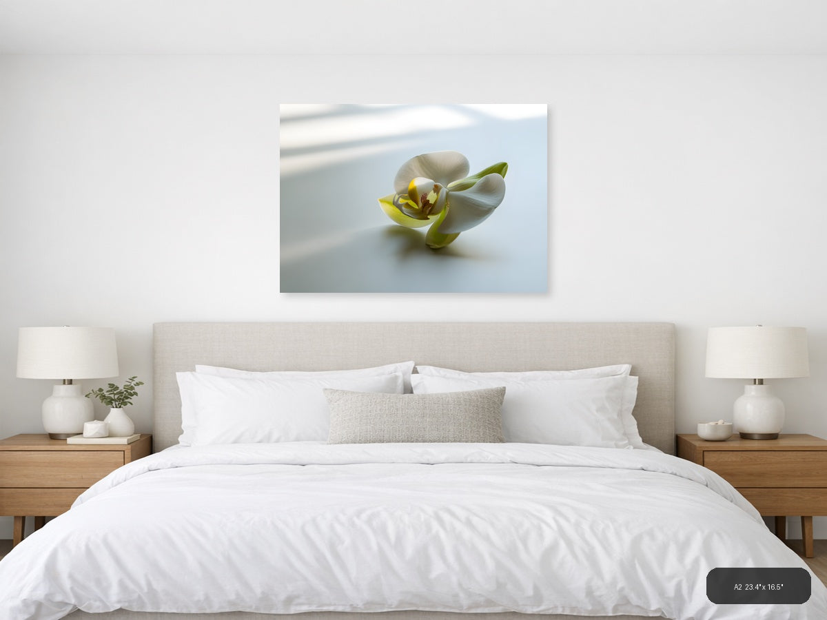 White Orchid with Yellow Center Minimalist Wall Art — A2 / Bedroom