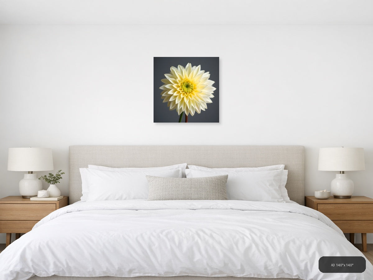 Yellow and White Dahlia Flower Minimalist Wall Art — A3 / Bedroom