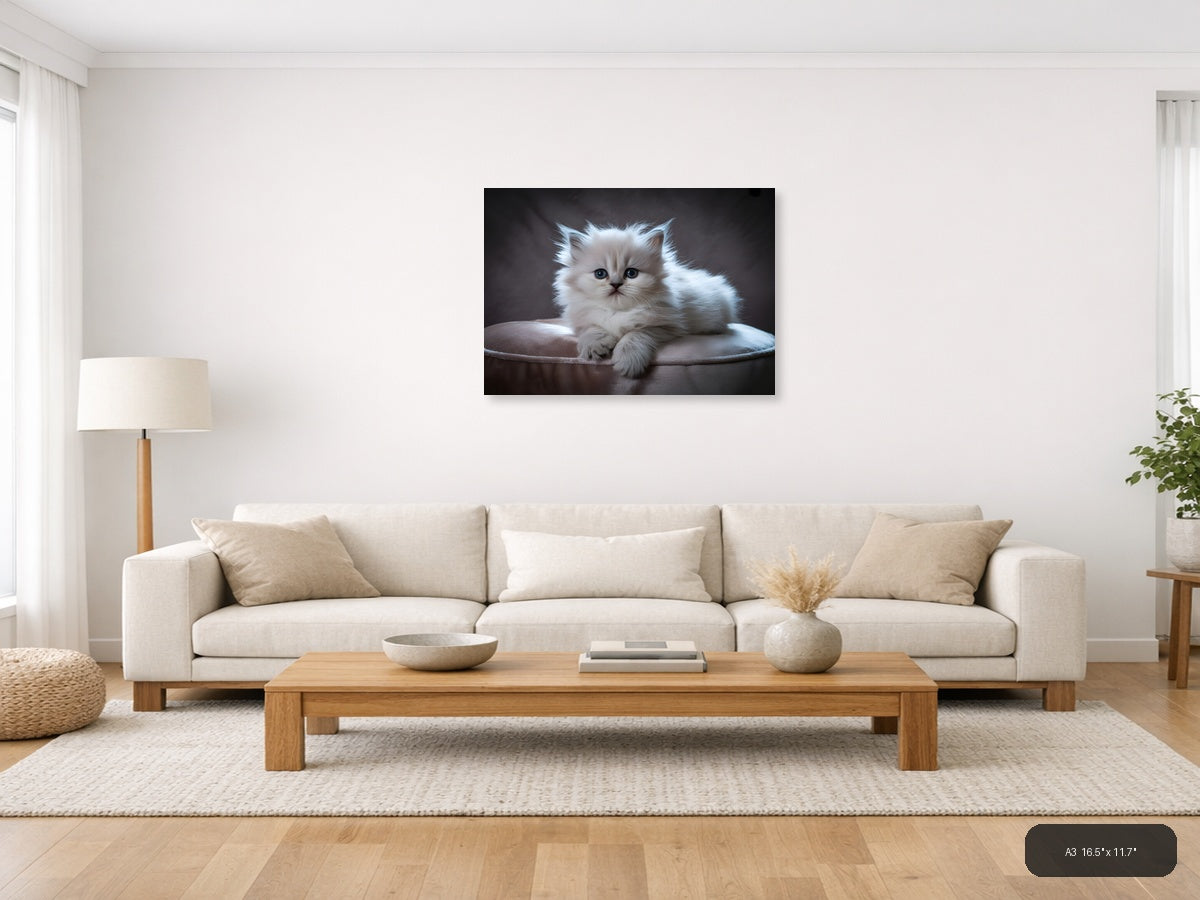 Fluffy White Kitten Portrait Photography Wall Art — A3 / Living Room