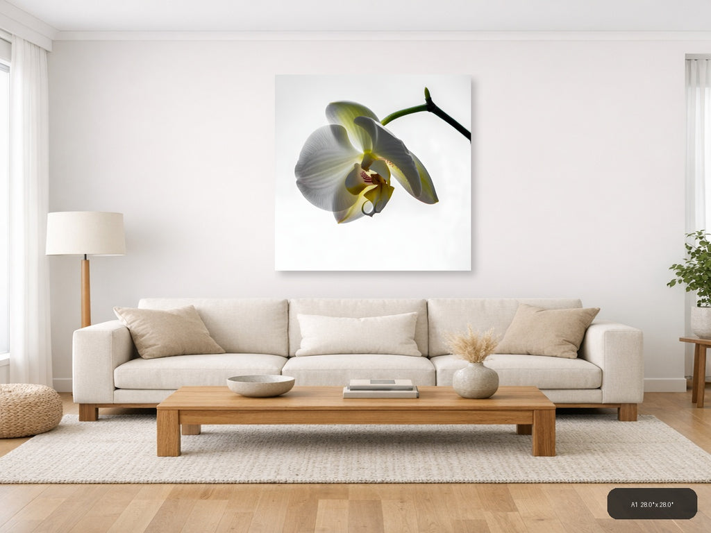 White Orchid Flower Minimalist Botanical Wall Art — A1 / Living Room