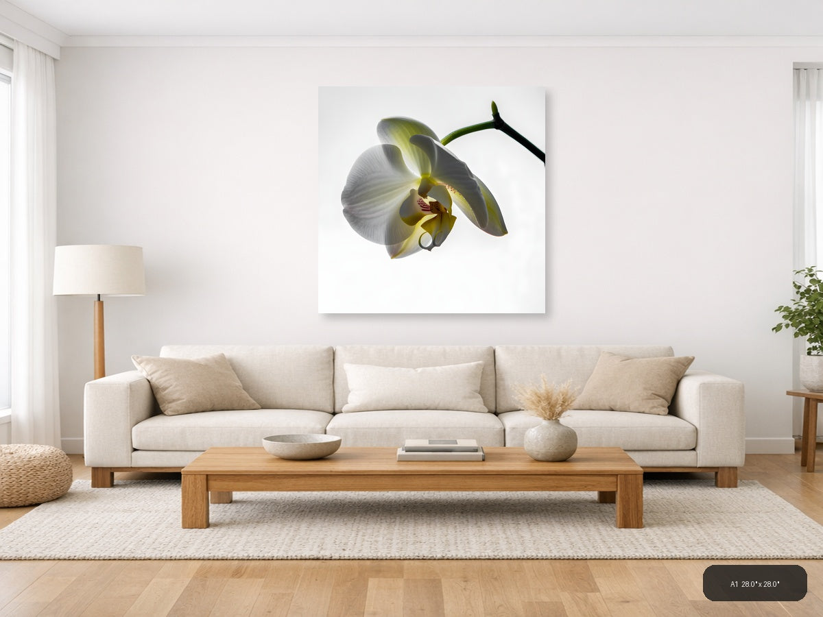 White Orchid Flower Minimalist Botanical Wall Art — A1 / Living Room