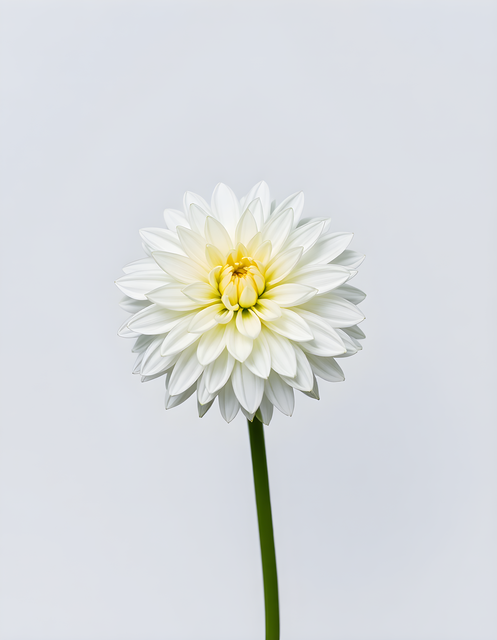White Dahlia with Yellow Center Minimalist Wall Art