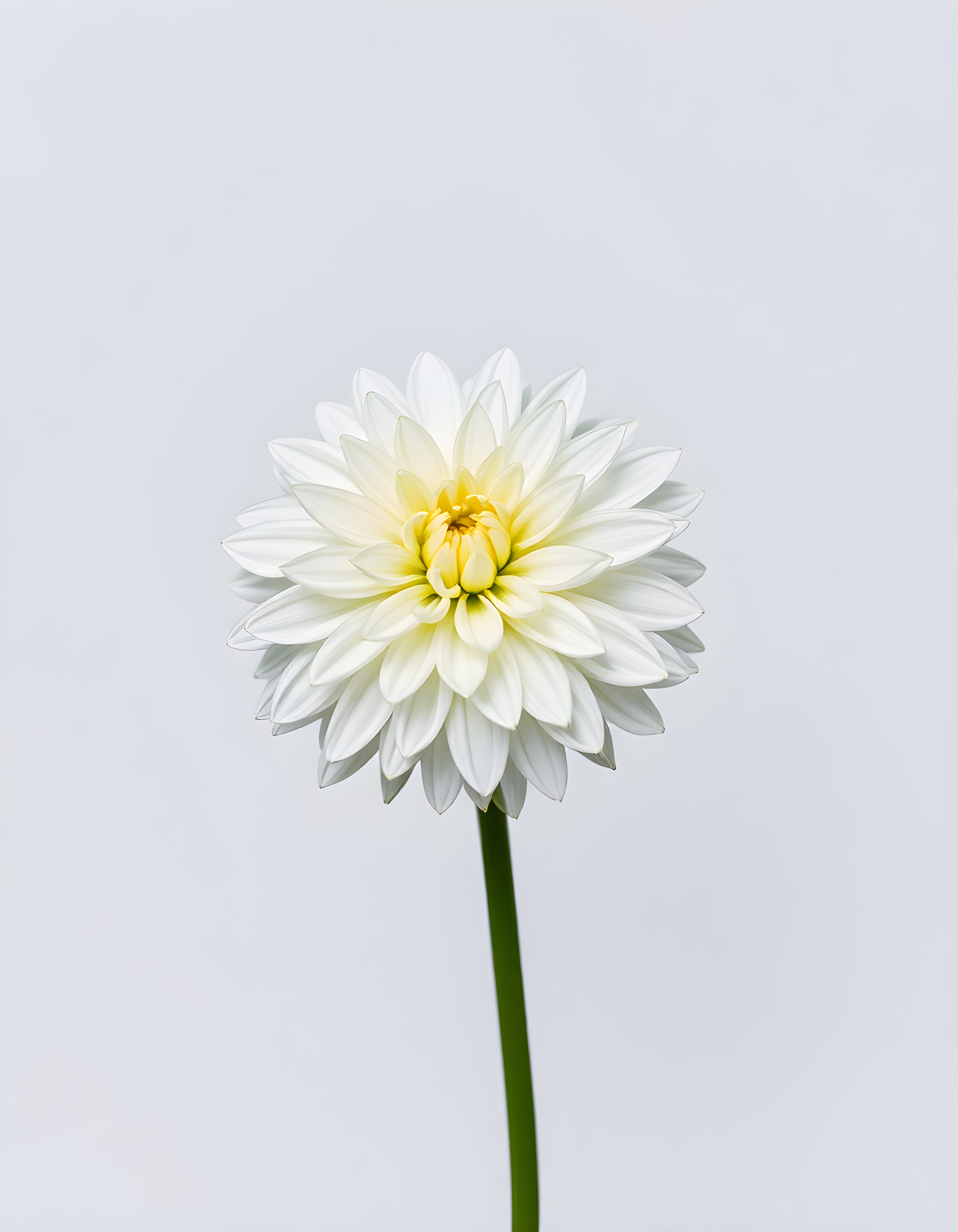 White Dahlia with Yellow Center Minimalist Wall Art