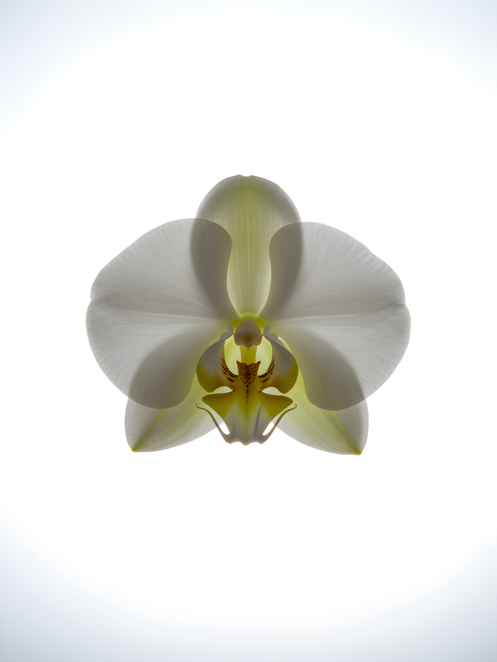 White Orchid Flower Minimalist Botanical Wall Art