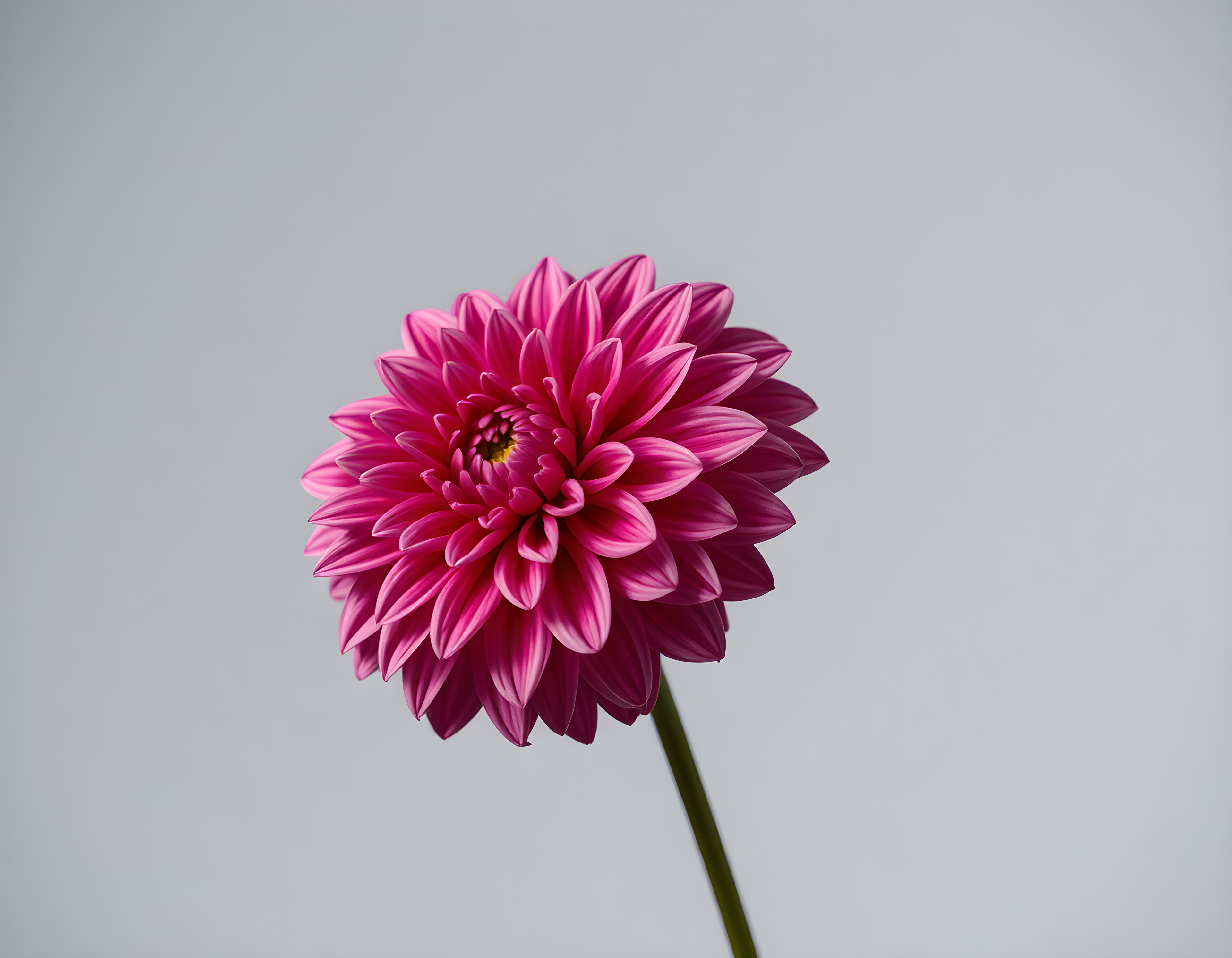 Pink Dahlia Minimalist Flower Wall Art