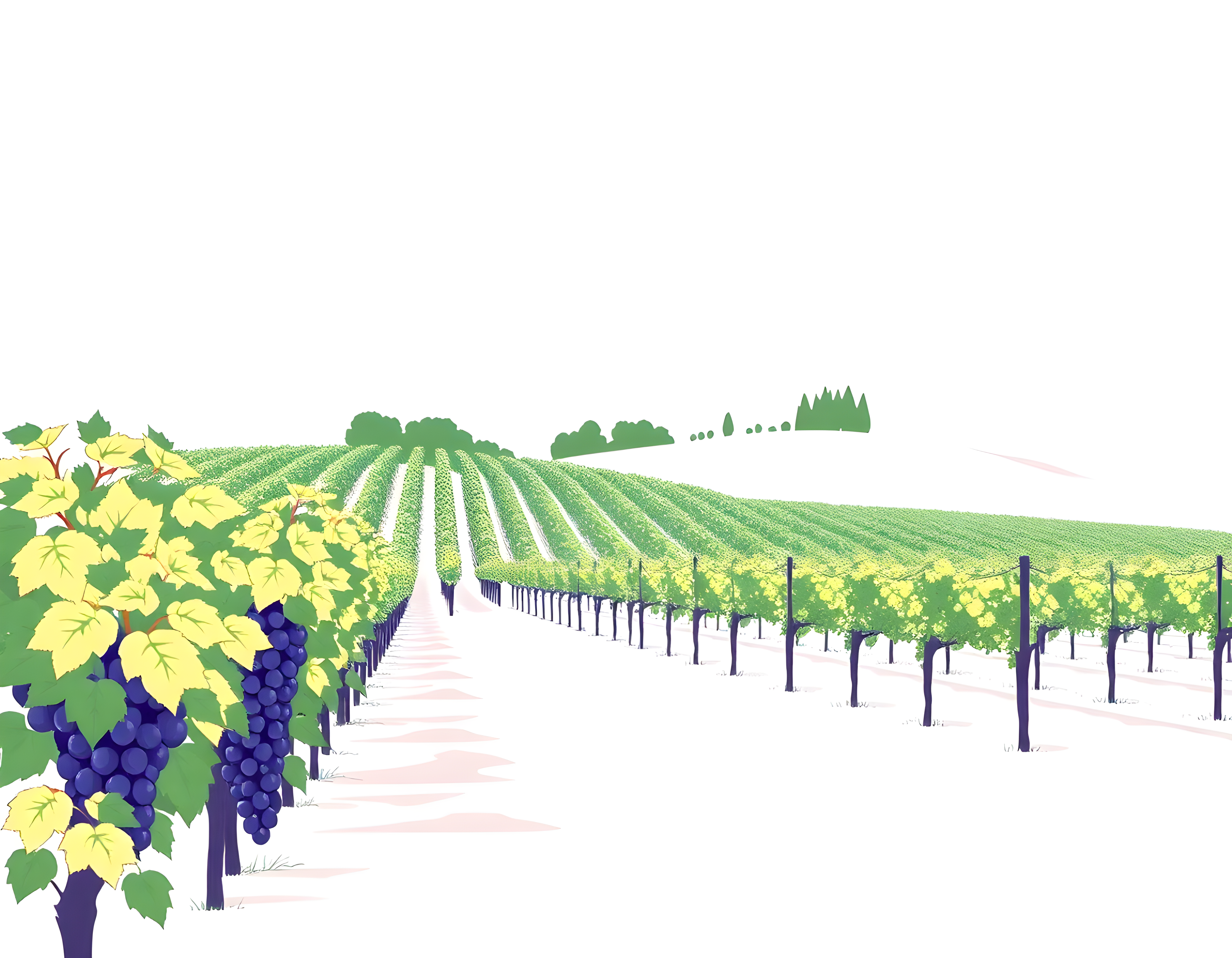Minimalist Vineyard Landscape with Purple Grapes Wall Art
