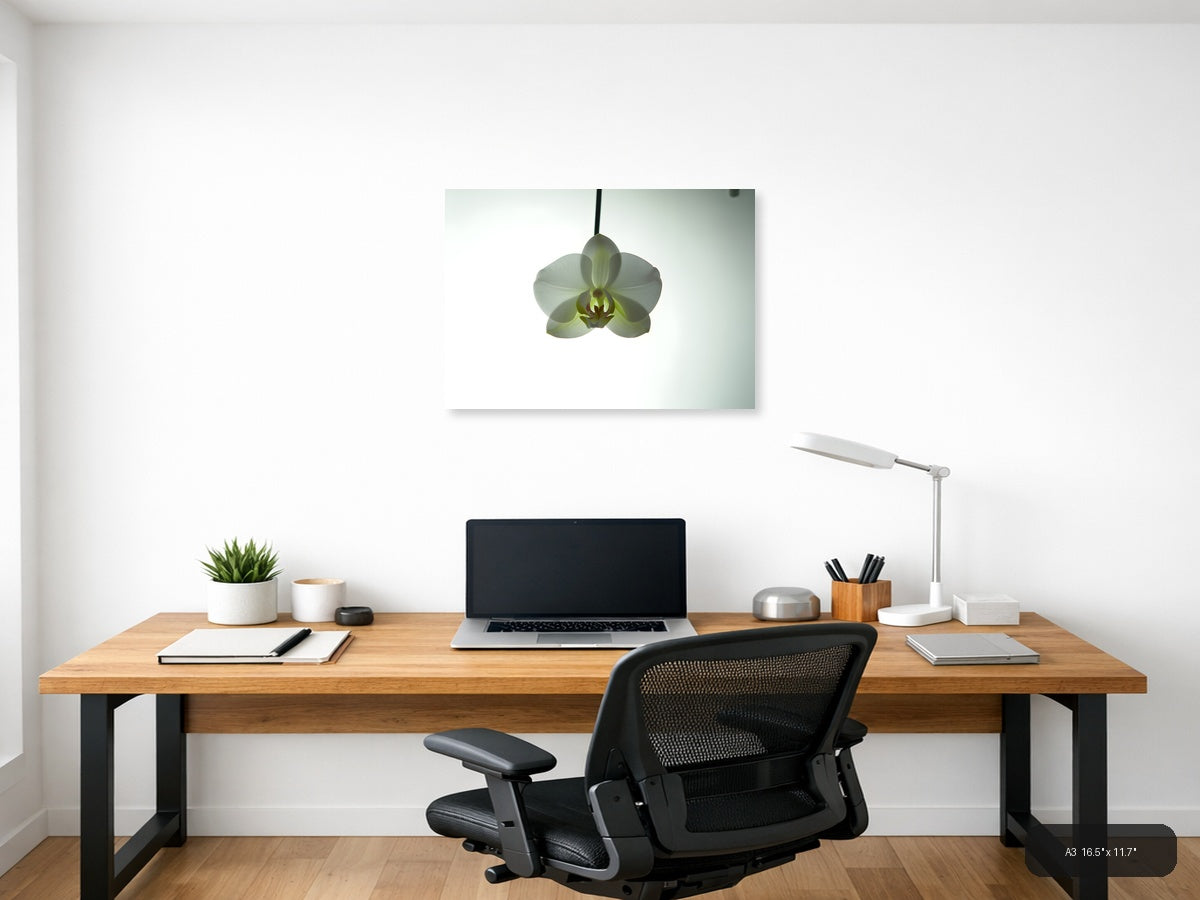 White Orchid Minimalist Botanical Wall Art — A3 / Office