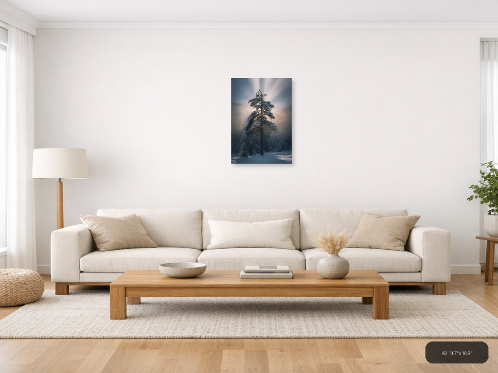 Snow-Covered Pine Tree in Misty Forest Photography Wall Art — A3 / Living Room