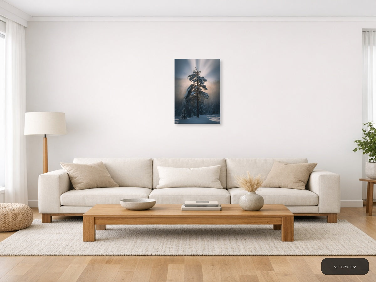 Snow-Covered Pine Tree in Misty Forest Photography Wall Art — A3 / Living Room