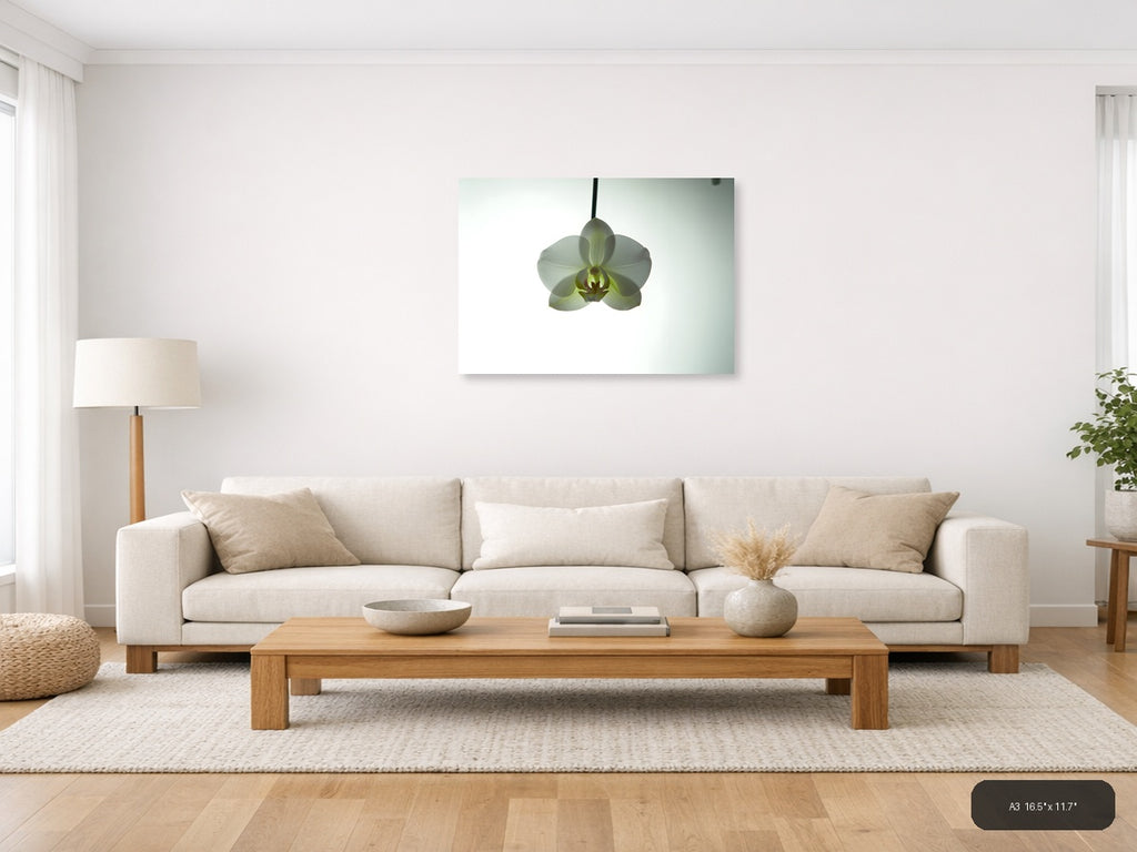 White Orchid Minimalist Botanical Wall Art — A3 / Living Room