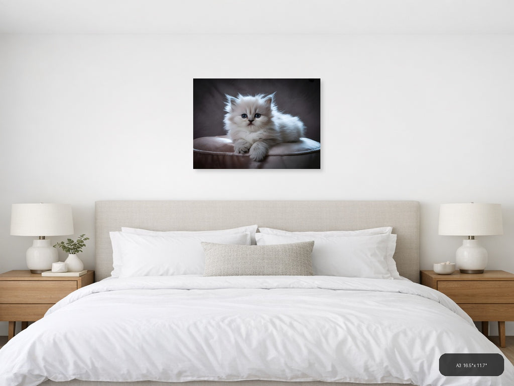 Fluffy White Kitten Portrait Photography Wall Art — A3 / Bedroom