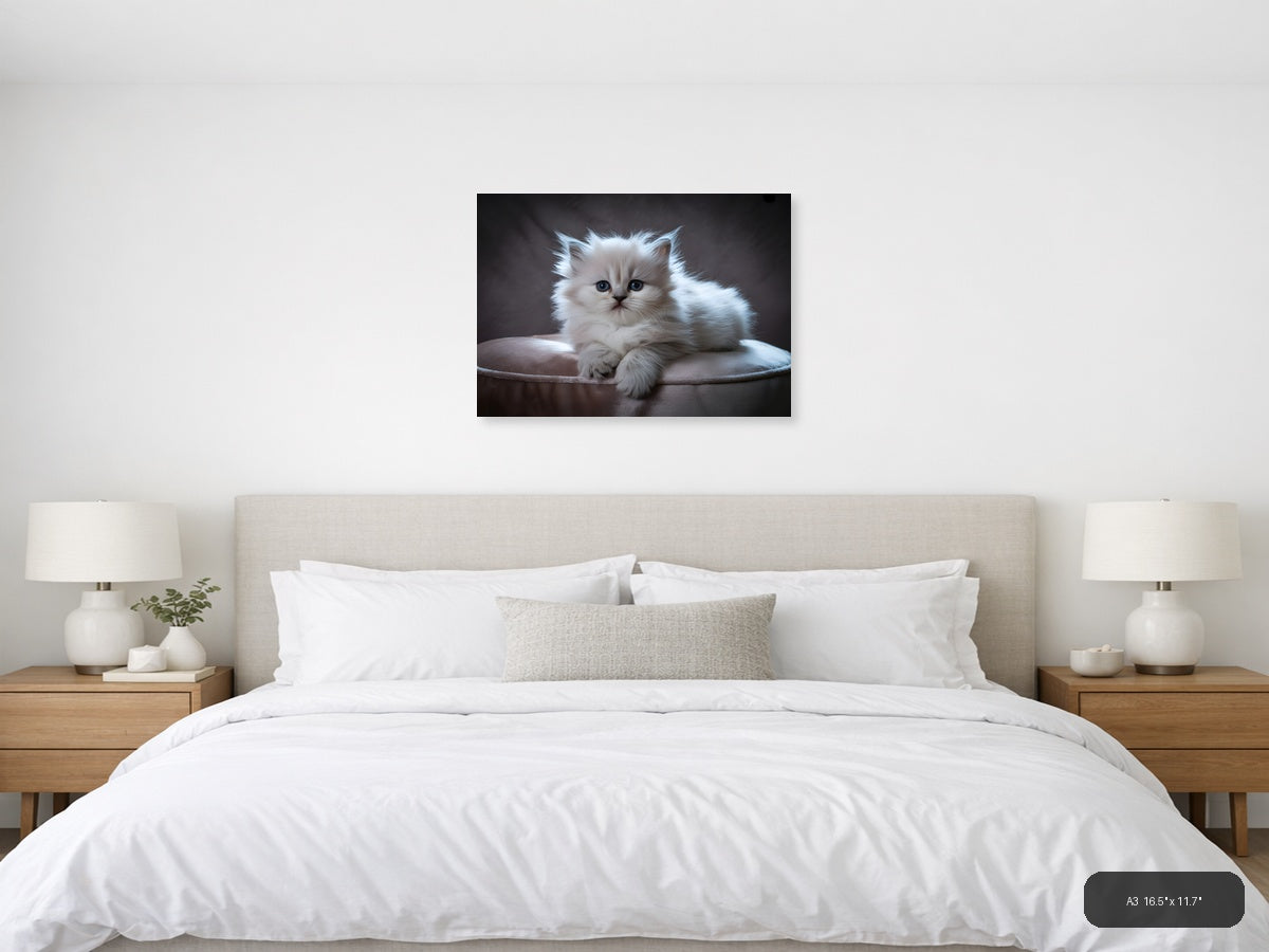 Fluffy White Kitten Portrait Photography Wall Art — A3 / Bedroom