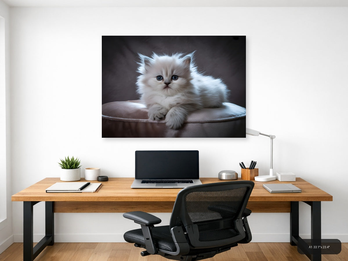 Fluffy White Kitten Portrait Photography Wall Art — A1 / Office