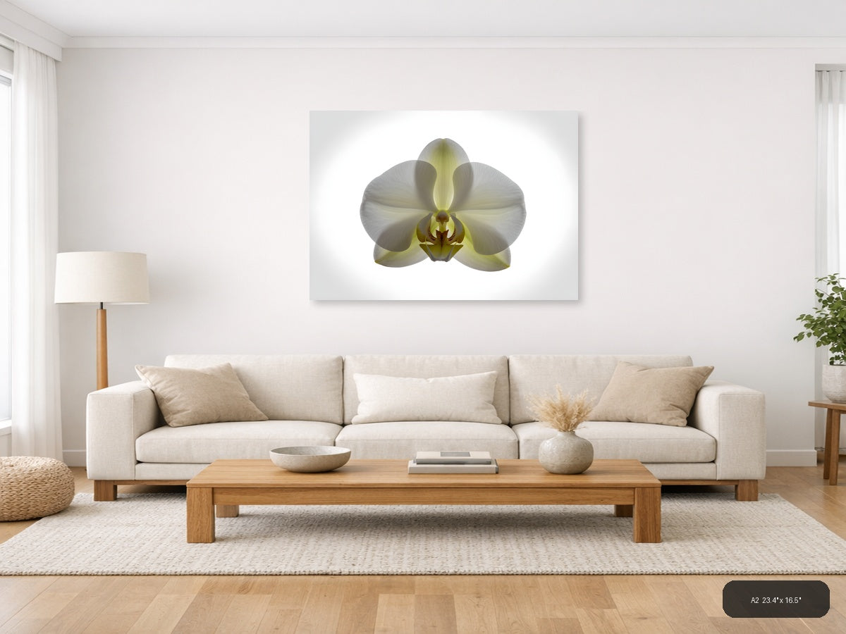 White Orchid with Yellow Centre Minimalist Wall Art — A2 / Living Room