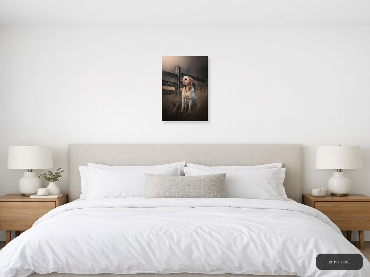 Golden Labrador by Rustic Fence Photography Wall Art — A3 / Bedroom