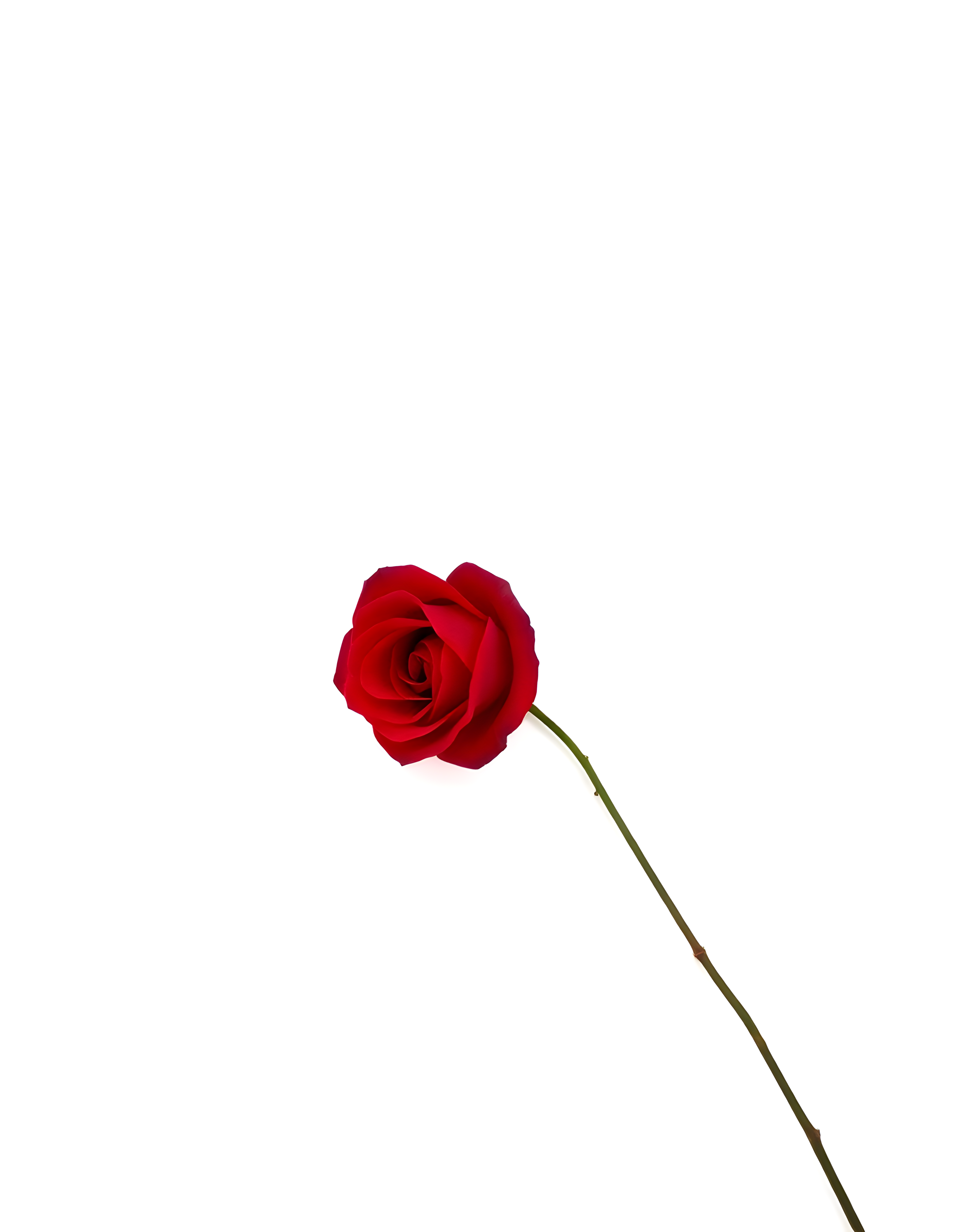 Red Rose on White Minimalist Portrait Wall Art