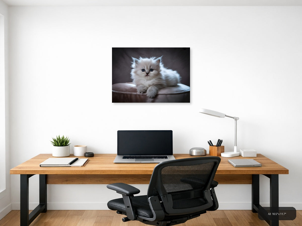 Fluffy White Kitten Portrait Photography Wall Art — A3 / Office