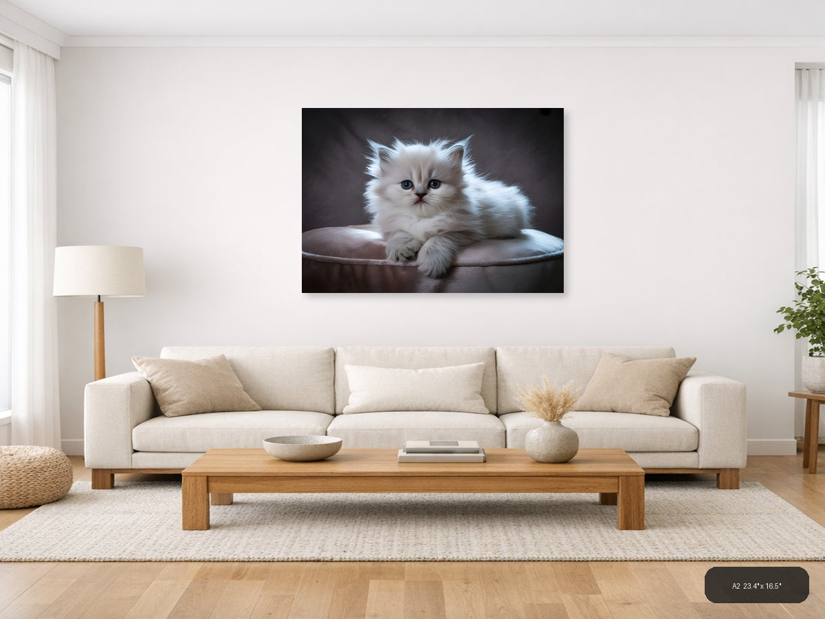 Fluffy White Kitten Portrait Photography Wall Art — A2 / Living Room