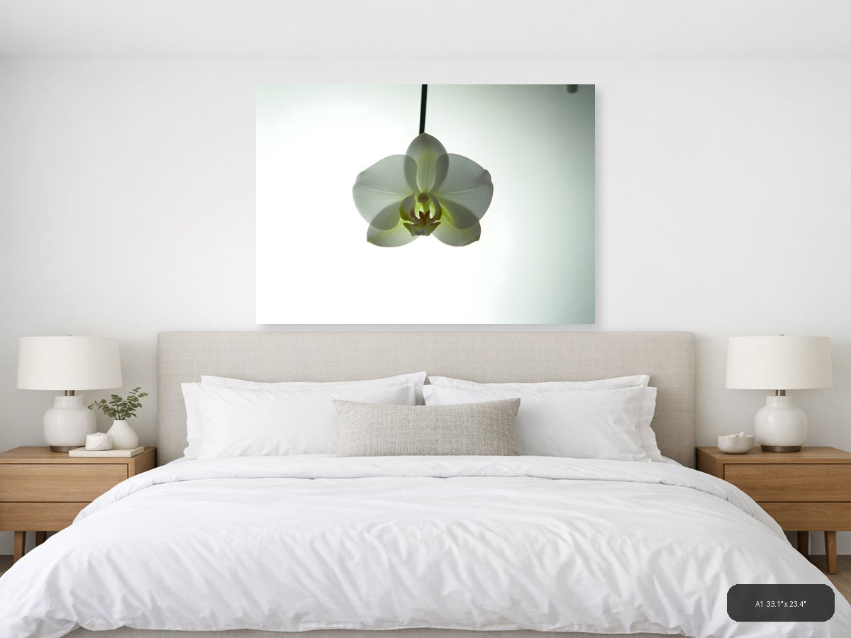 White Orchid Minimalist Botanical Wall Art — A1 / Bedroom