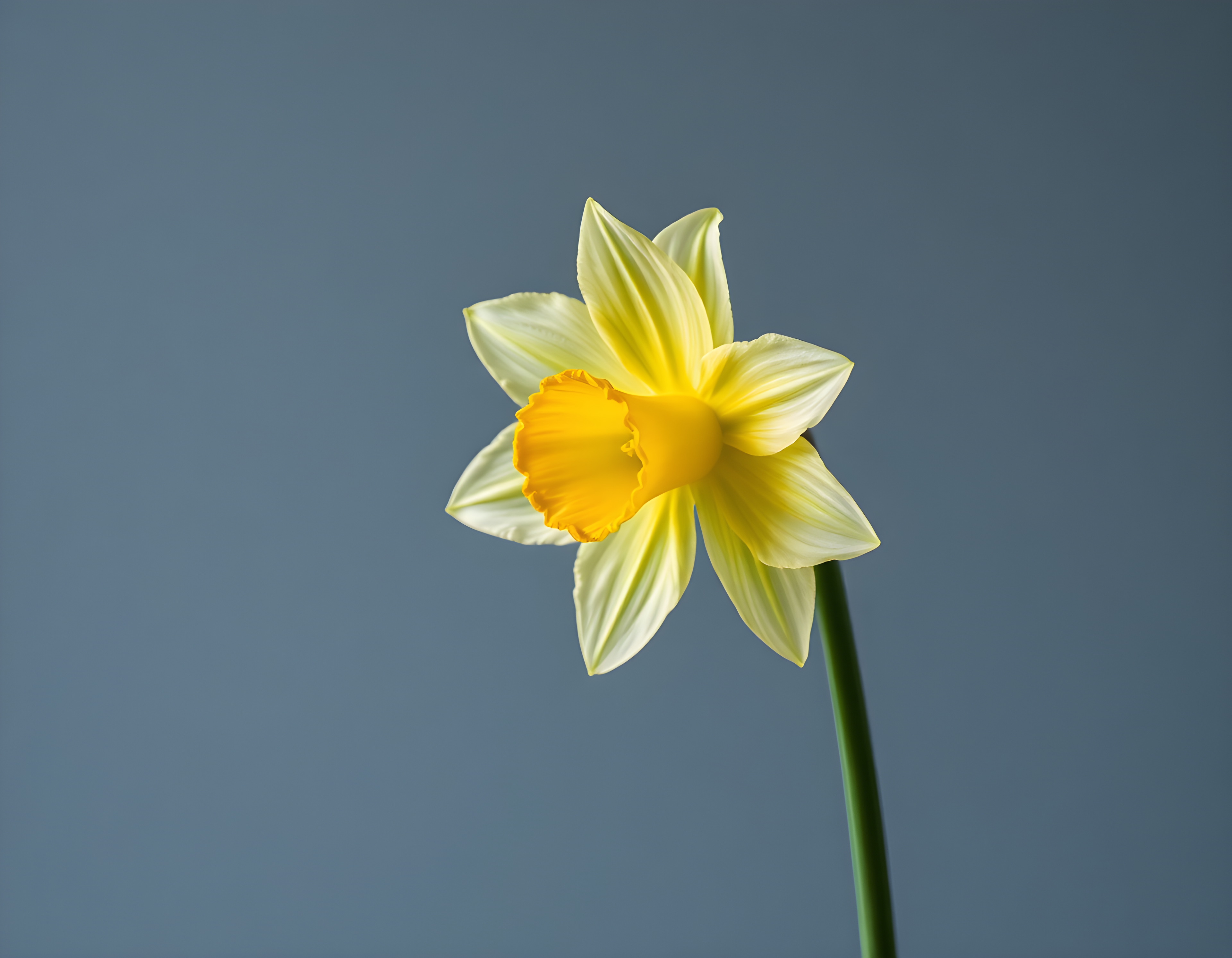 Yellow Daffodil Minimalist Flower Wall Art