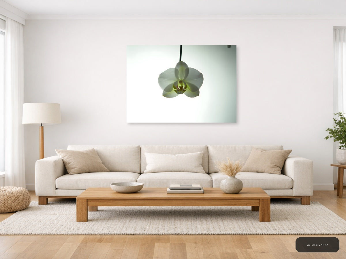 White Orchid Minimalist Botanical Wall Art — A2 / Living Room