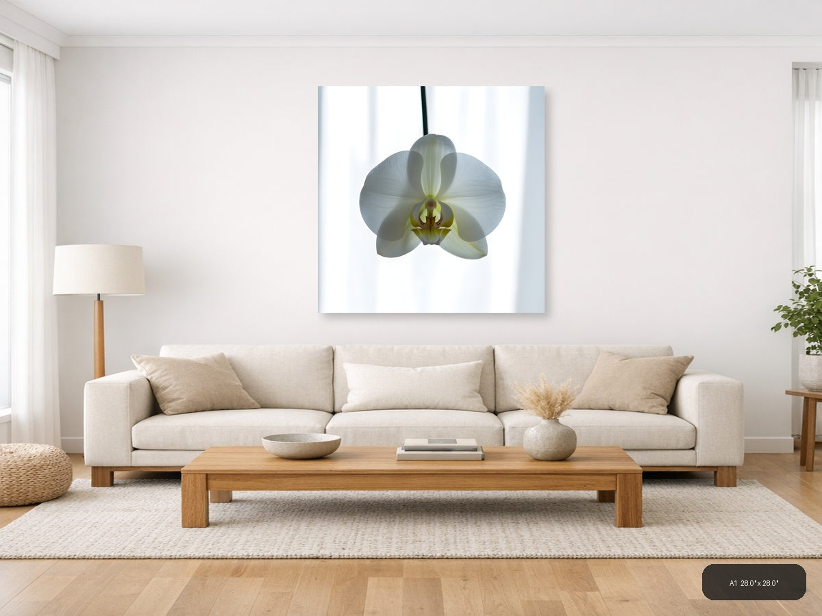 White Orchid Minimalist Botanical Wall Art — A1 / Living Room