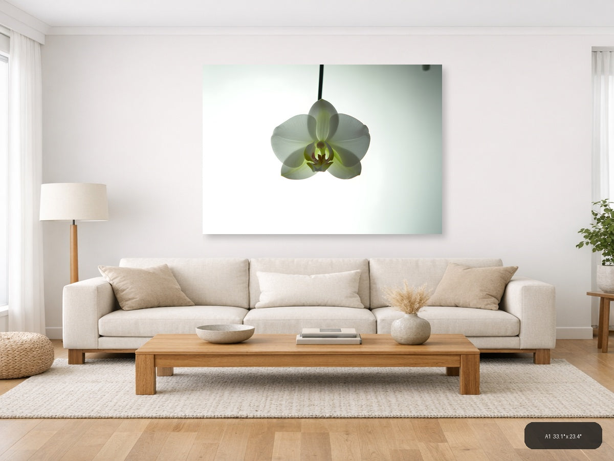 White Orchid Minimalist Botanical Wall Art — A1 / Living Room