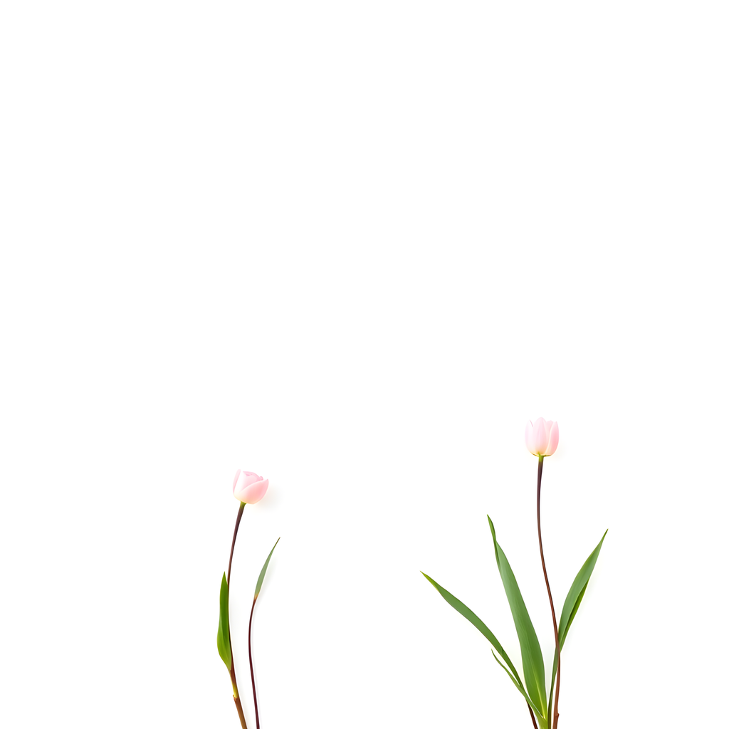 Minimalist Pink Tulips on White Background Wall Art