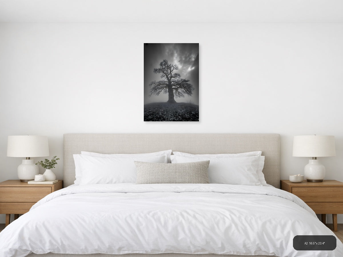 Bare Tree in Mist - Black & White Photography Wall Art — A2 / Bedroom
