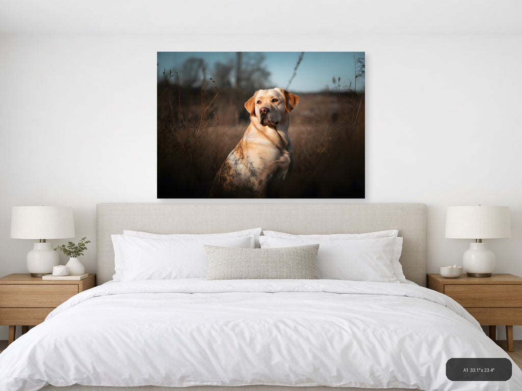 Golden Labrador in Field at Sunset - Photography Wall Art — A1 / Bedroom