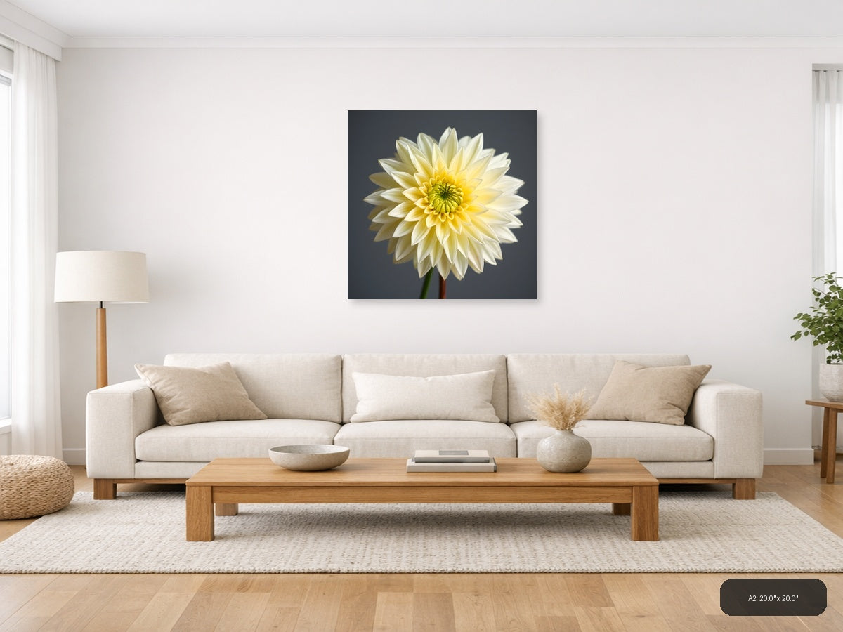 Yellow and White Dahlia Flower Minimalist Wall Art — A2 / Living Room