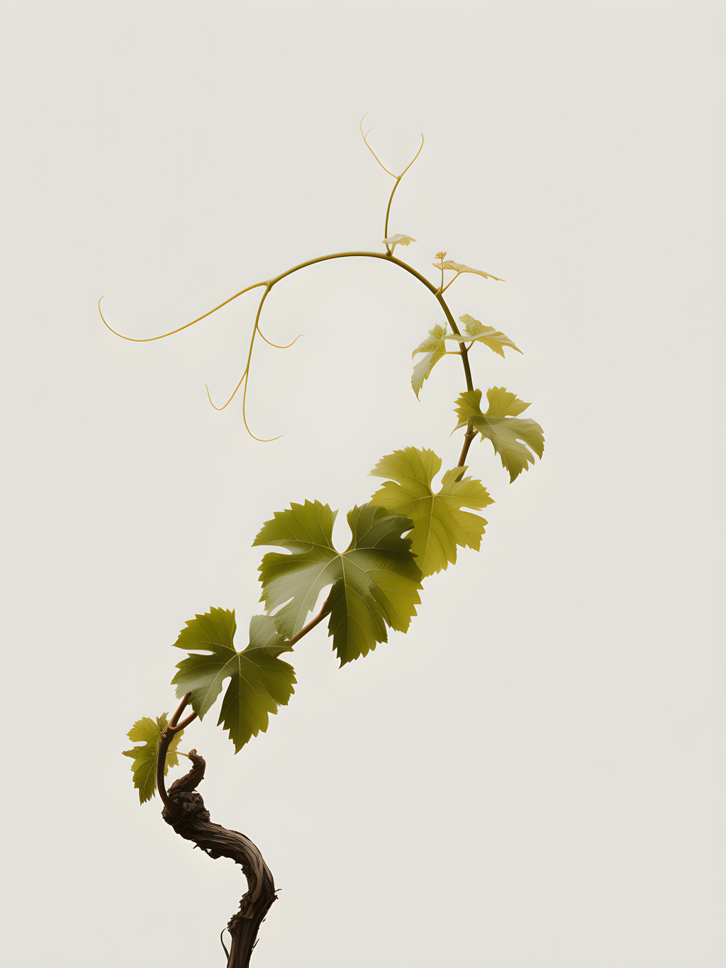 Minimalist Grapevine with Tendrils Portrait Wall Art