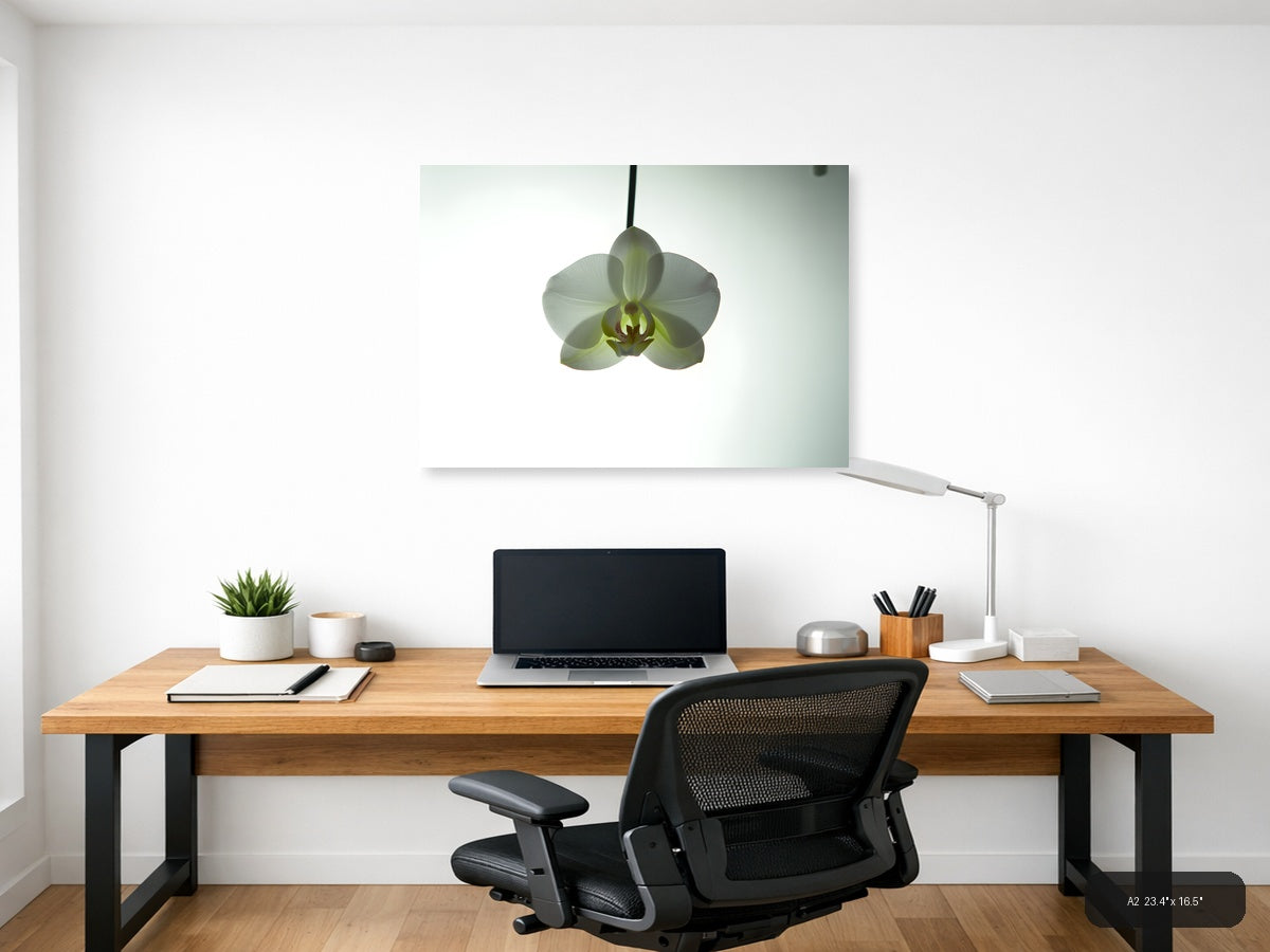 White Orchid Minimalist Botanical Wall Art — A2 / Office