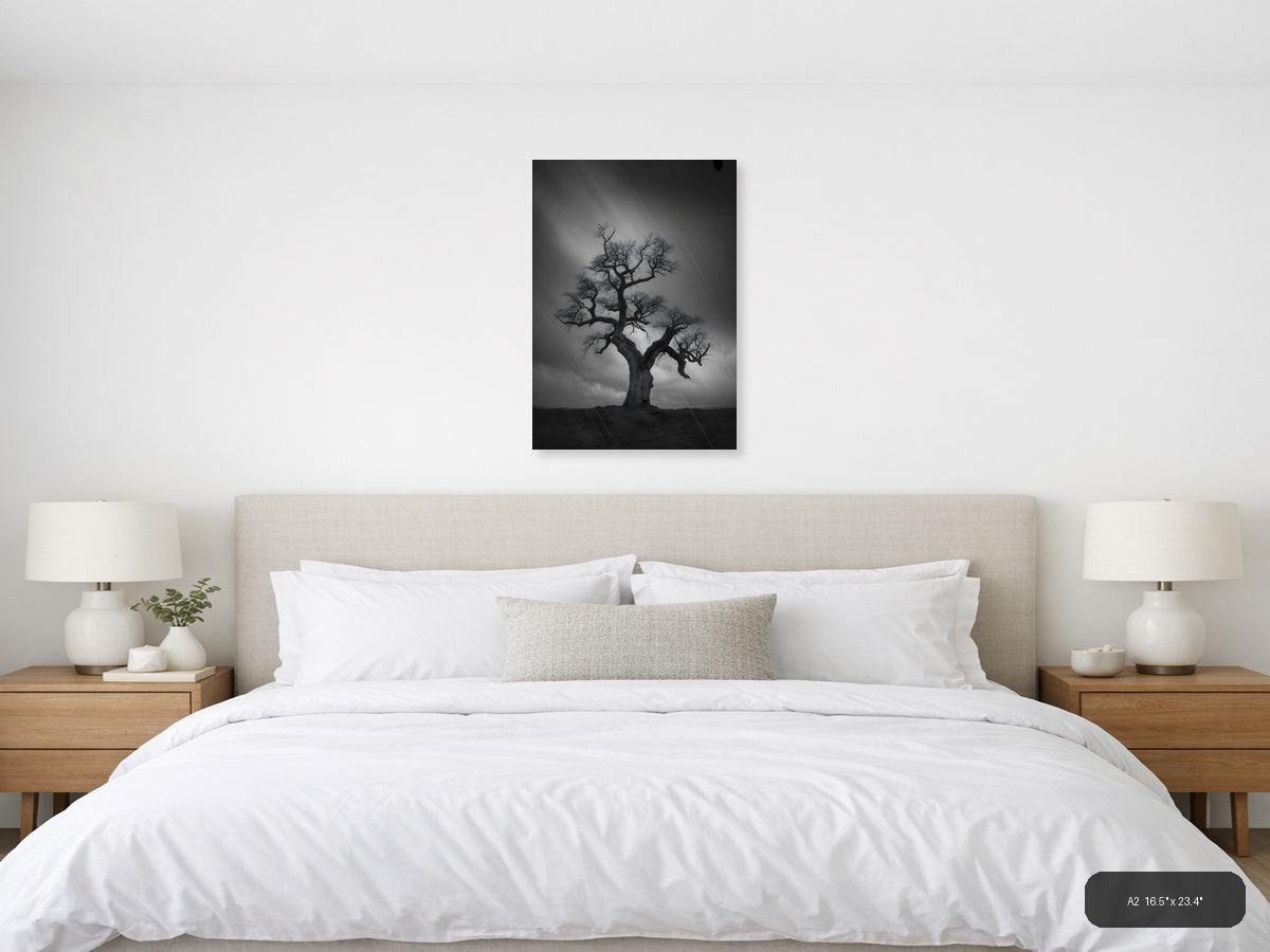 Bare Tree in Storm Rain Black and White Photography Wall Art — A2 / Bedroom