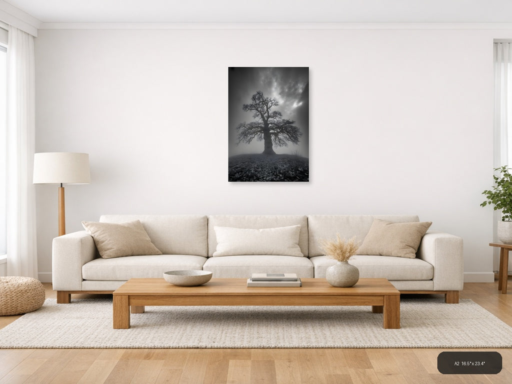 Bare Tree in Mist - Black & White Photography Wall Art — A2 / Living Room