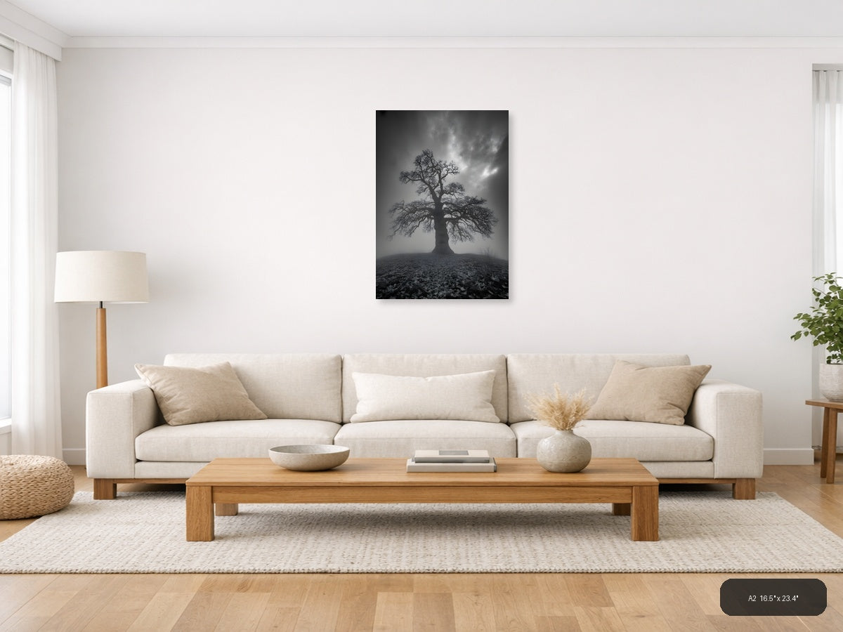 Bare Tree in Mist - Black & White Photography Wall Art — A2 / Living Room