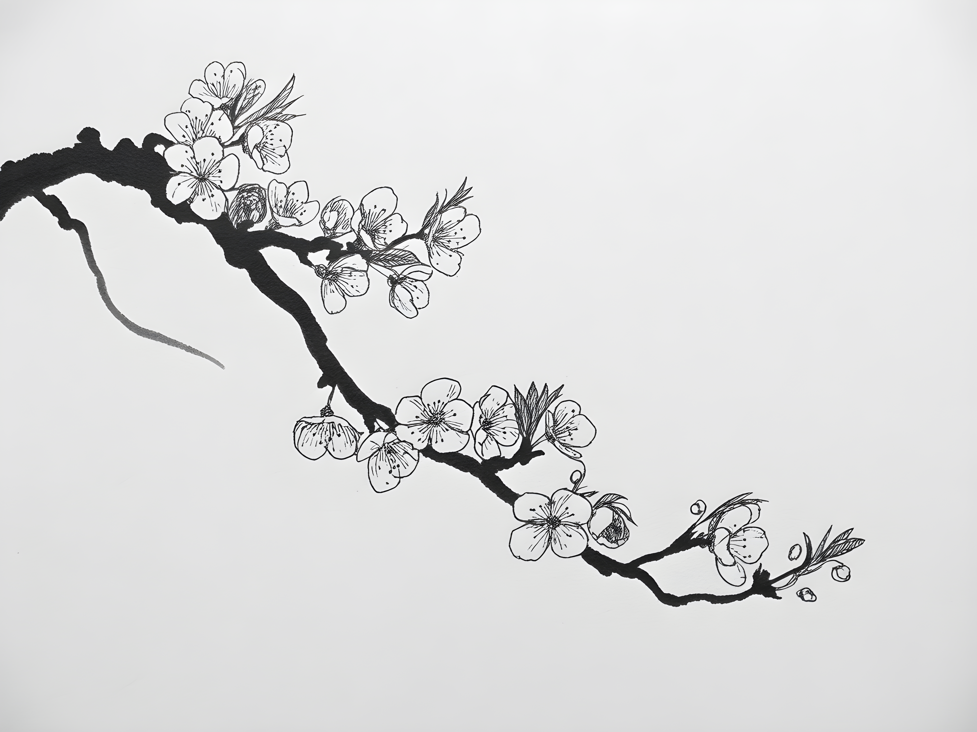 Cherry Blossom Branch Line Art - Minimalist Wall Art