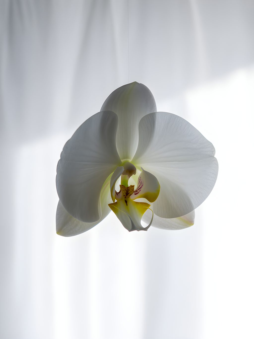 White Orchid Minimalist Botanical Portrait Wall Art